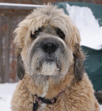 Close up head shot - A tan with white and black Saint Berdoodle is sitting on snow and it is looking forward. Its eyebrows are cut so its brown eyes show.