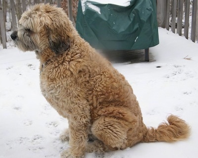 Left Profile - A thick, wavy coated, tan with white and black Saint Berdoodle is sitting on snow in a yard and it is looking facing the left.