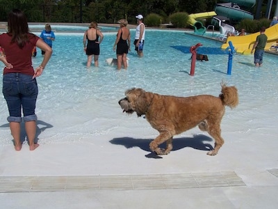 A shaved tan with white and black Saint Berdoodle is walking across a pool at a water park. There are people and other dogs in the water in the background.