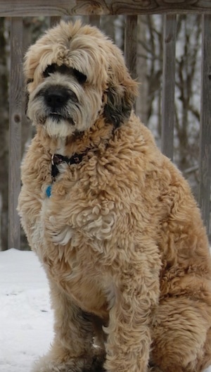 Saint Hybrid Berdoodle St. Bernard-Poodle