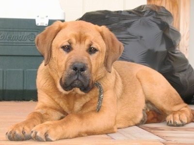 A thick, extra skinned, wide chested, reddish brown puppy with brown eyes laying across a wooden porch in front of a black bag of trash looking forward. The dog has a thick neck.