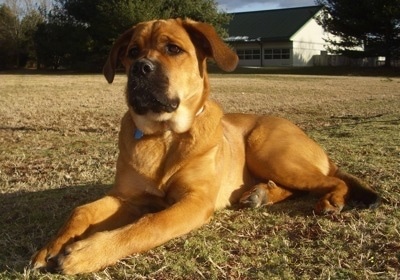 The front right side of a tan with black St. Weiler dog that is laying across a field and it is looking to the left