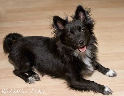 Side view - A fringed black with white Schip-A-Pom is laying across a hardwood floor looking up with its mouth open and it looks like it is smiling.