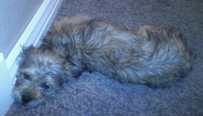 The back of a tan with white and black Schnau-Tzu puppy that is laying against a wall looking forward.