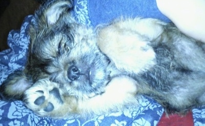 Close up front side view - A tan with white and black Schnau-Tzu puppy is laying on its back on top of a blanket. Its front left paw is covering its eye.