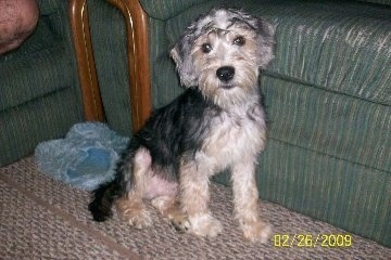 The right side of a black and tan with grey Schneagle puppy that is sitting against a green couch. There are light blue fuzzy slippers behind the dog.