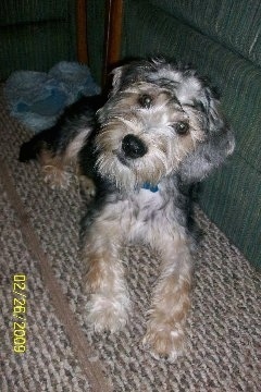 A black and tan with grey Schneagle puppy is laying across a carpet and against a green couch. It is looking up, forward and its head is tilted to the right.