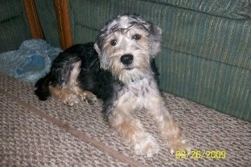 A black and tan with grey Schneagle puppy is laying across a carpet. It is lifting its head up and it is looking forward. To the right of it is a couch and behind the dog are fuzzy light blue slippers.