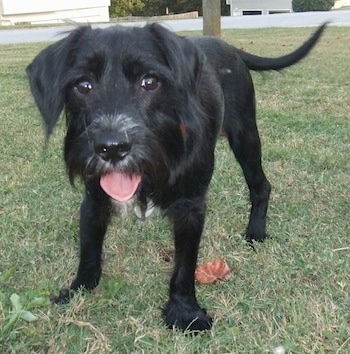 Close up - A black with white Schnocker is standing in grass, its head is level with its body, its mouth is open and its tongue is sticking out. It has longer wiry looking hair on its face.