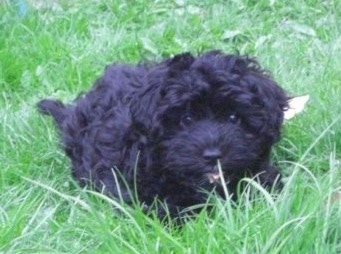Front view - A thick coated black Scoodle puppy is laying down in grass and it is looking forward. It has round black eyes.