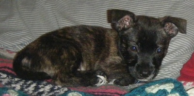 Side view - A brindle black with tan and white Scotchi puppy is laying across a bed and against a pillow.