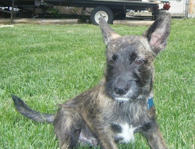 A wiry looking, black with tan and white brindle Scotchi puppy is sitting in grass looking forward. The dog has a patch of white on its chest and under its chin and very large perk ears.