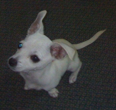 Top down view of a shorthaired, white Scotchi dog that is sitting on a carpet looking up. The dog has large ears. One ear is up and the other is folded over.