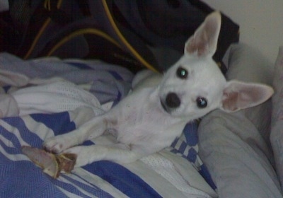 A white Scotchi puppy is laying on a bed and it is looking forward. In front of it is a bone chew. It has very large perk ears.