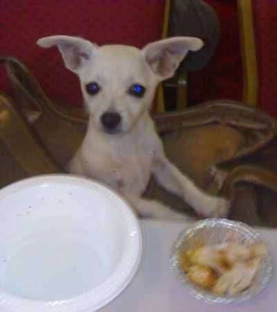 A white Scotchi puppy is sitting in a brown purse and it is looking up at a table in front of it. The table has an empty plastic white bowl and a tin container of chicken on it. The dog has large ears that stand out to the sides like a muppet.