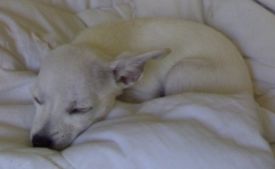 A white Scotchi puppy is sleeping on a bed. It has large ears that are pinned back. The dog's eyes are closed.