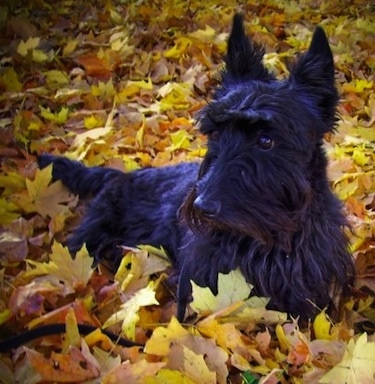 Close up - A black Scottish Terrier dog is laying in colorful leaves and it is looking to the left.