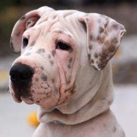 Close up head shot - A white with black Sharmatian puppy with a lot of extra skin and wrinkles is sitting outside looking to the left. It has a square head, a black nose and black and brown spots.