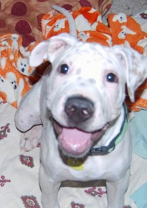 Close up - A white with black Sharmatian puppy is sitting on a blanket. It is looking up, its mouth is open and it looks like it is smiling. It has a white body with black and brown spots.