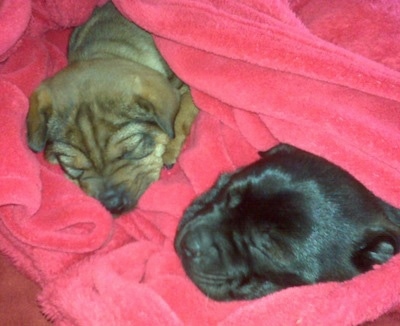 Two wrinkly pups - A black Sharp Eagle puppy and a tan Sharp Eagle puppy are sleeping in a hot pink blanket that is wrapped around them.