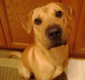 Close up front view - A tan Sharp Eagle dog is sitting on a rug and it is looking up. It has small folded triangular ears and a big square head with a black nose. Its round eyes are set wide apart and it has wrinkles on its forehead.