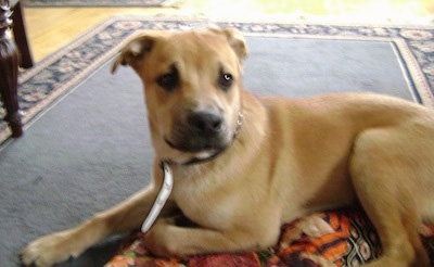 Side view - A tan Sharp Eagle dog is laying on a blanket on top of a rug looking forward. 