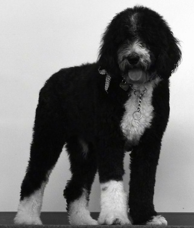Front side view - A wavy-coated, black and white photo of a Sheepadoodle that is standing in front of a wall and it is looking forward. Its mouth is open and tongue is out. The dog is wearing a medal choke chain collar and a ribbon.