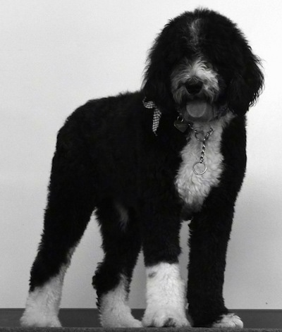 Ferguson the Sheepadoodle at 2 fergie thong 