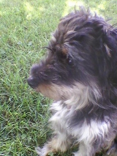 Close up side view head and upper body shot - A shaggy black, white and brown Sheltiedoodle is sitting in grass and it is looking to the left.