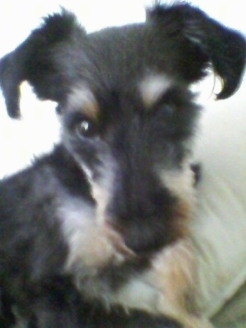 Close up - A shaved, black, white and brown Sheltiedoodle puppy is laying on a pillow and it is looking up. The dog has short hair and a long muzzle.