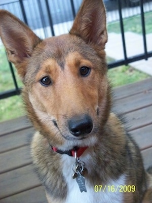 Close up head shot - A brown with tan and white Sheltie Inu is sitting on a hardwood porch and it is looking forward. It has large perk ears.