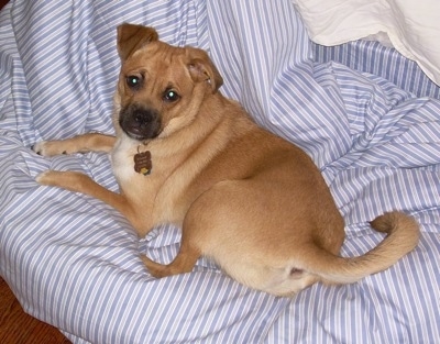 The back left side of a tan Sheltie Pug dog is laying across a blue and white striped blanket looking up. Its long tail is curled at the end and its ears are folded over.