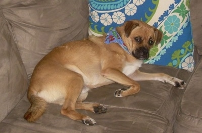 A tan with white Sheltie Pug dog is laying against the back of a tan couch on a blue, green and white pillow and it is looking at the camera.