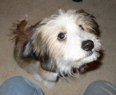 View from the top looking down at the dog - A fluffy tan, black and white Sheltie Tzu puppy is sitting across a carpet and it is looking up. There is a person in front of it.