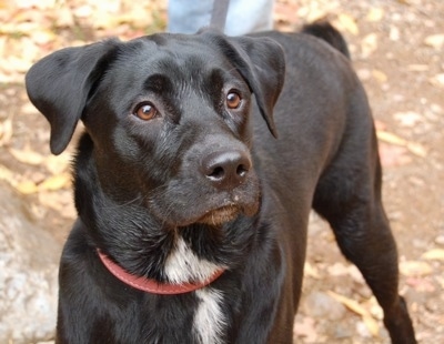 Close up - A shorthaired, black with white Sheprador dog is standing outside in dirt, it is looking up and to the right. It has a big black nose and brown eyes.