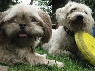 Shih+tzu+mixed+with+a+poodle