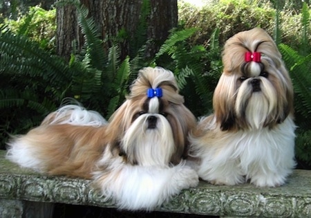 shih tzu information and pictures shih tzus shih tzu 450x315