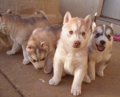 A litter of Siberian Husky puppies are standing and sitting on a concrete surface. Two are looking forward, one is looking down and one is looking to the left. They have little perk ears.