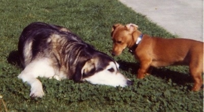 A black, grey and white Siberian Retriever is laying down in grass and there is a brown low to the ground small Dachshund dog sniffing its head to the right of it.