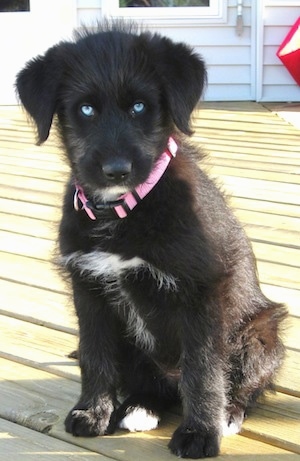 A bright blue eyed, black with white Siberpoo puppy is wearing a pink collar sitting on a hardwood floor and it is looking forward.