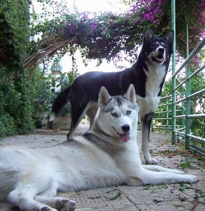 black and white husky. 6 year old lack and white