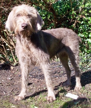 Slovakian Rough Haired Pointer Information and Pictures