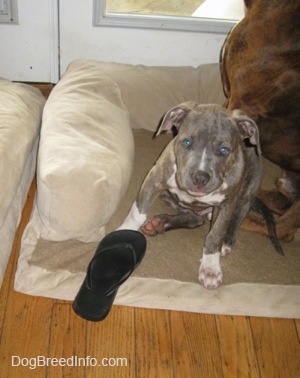 A blue-nose Brindle Pit Bull Terrier puppy is sitting on a dog bed and he is looking forward. In front of him is a black flip flop shoe.