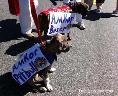 A blue-nose brindle Pit Bull Terrier puppy is sitting on a blacktop surface. He is wearing a vest and he has a sign on his side that reads - Amkor Pitbull. Next to him is a brown brindle Boxer standing on a blacktop surface. He has a sign on his side that reads - Amkor Boxer.