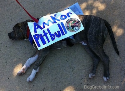 A blue-nose brindle Pit Bull Terrier puppy is laying down on his right side and he is looking forward. He is wearing a sign that reads - Amkor Pitbull.