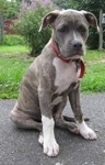 A blue-nose brindle Pit Bull Terrier puppy is sitting on a blacktop surface. His head is a little bit down and he is looking forward.