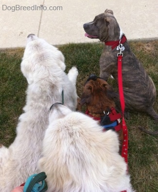 The back of four dogs that are sitting and laying in grass.