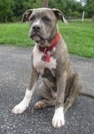A blue-nose brindle Pit Bull Terrier puppy is sitting on a blacktop surface and he is looking to the left.