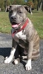 A blue-nose brindle Pit Bull Terrier puppy is sitting on a blacktop surface and it is looking to the left. Its mouth is open, tongue is out and it looks like he is smiling. There is a field behind it.
