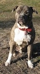 A blue-nose brindle Pit Bull Terrier is sitting in brown patchy grass and he is looking forward.